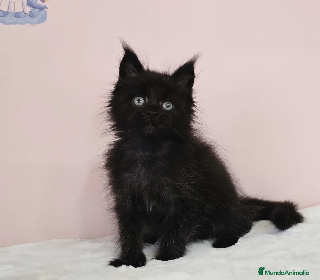 Maine Coon gatos en venta: Gatita Maine Coon hembra - Anuncio 1