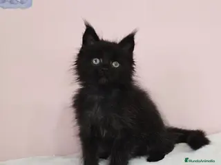 Maine Coon gatos Gatita Maine Coon hembra - Anuncio 1