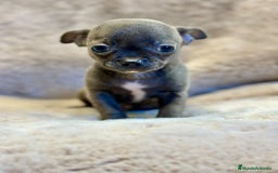 Chihuahua perros en venta: Chihuahua Blue sólido Toy  - Anuncio 1