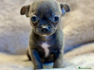 Chihuahua perros Chihuahua Blue sólido Toy - Anuncio 19