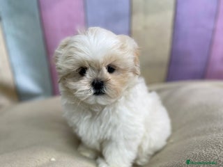 Shih Tzu perros - Anuncio 1