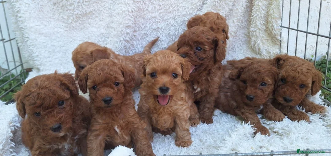 Caniche Toy perros en venta: Caniche toy disponible  - Anuncio 3