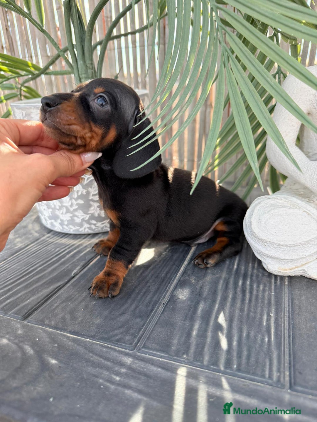 Teckel Miniatura perros en venta: Teckel me Miniatura - Imagen 1