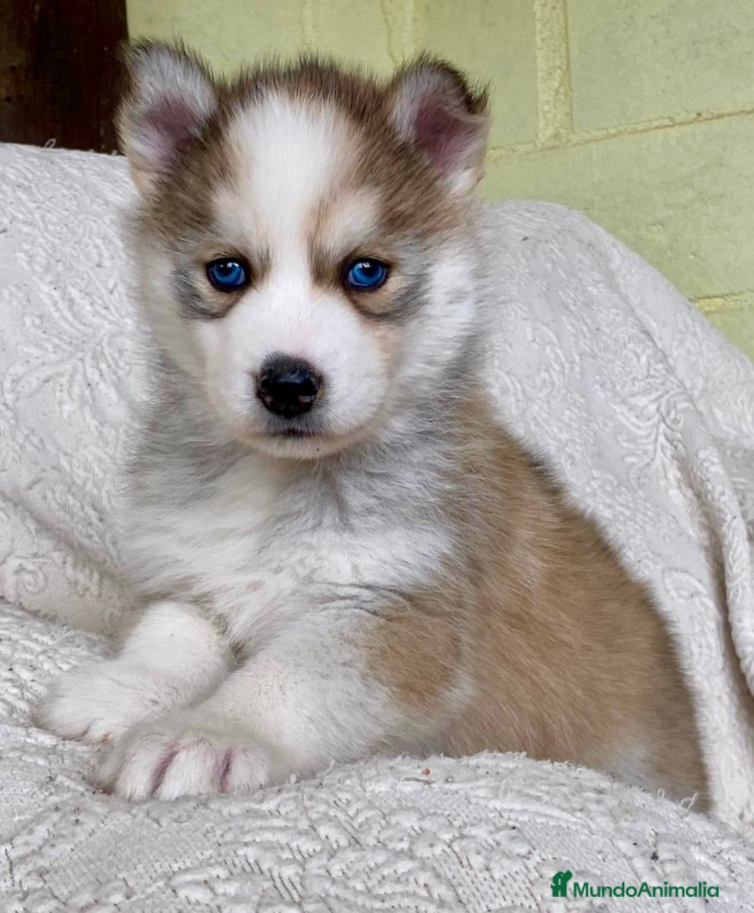 Husky Siberiano perros en venta: Husky Siberiano  - Anuncio 4