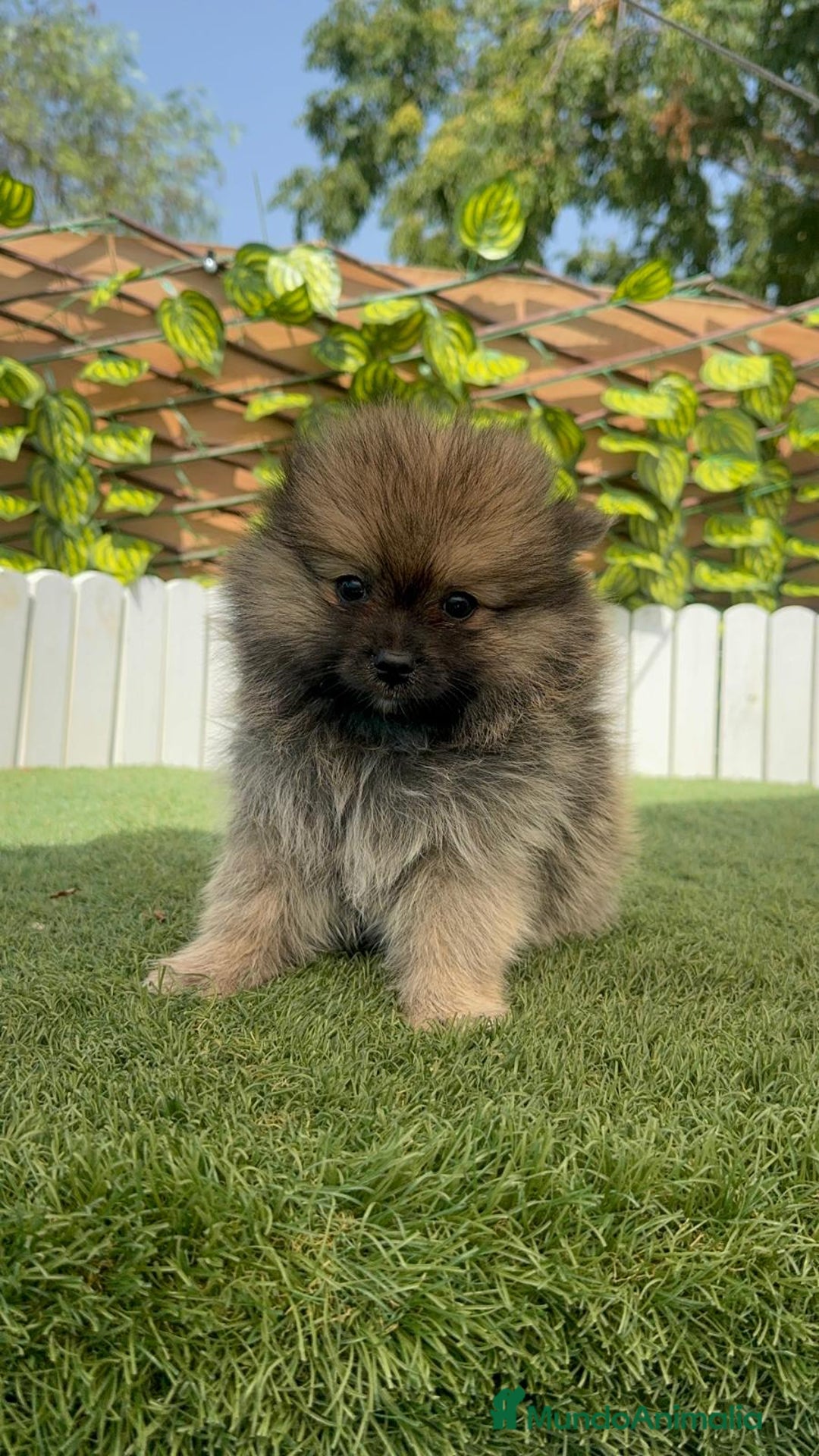 Pomerania perros en venta: POMERANIA MACHO - Imagen 9