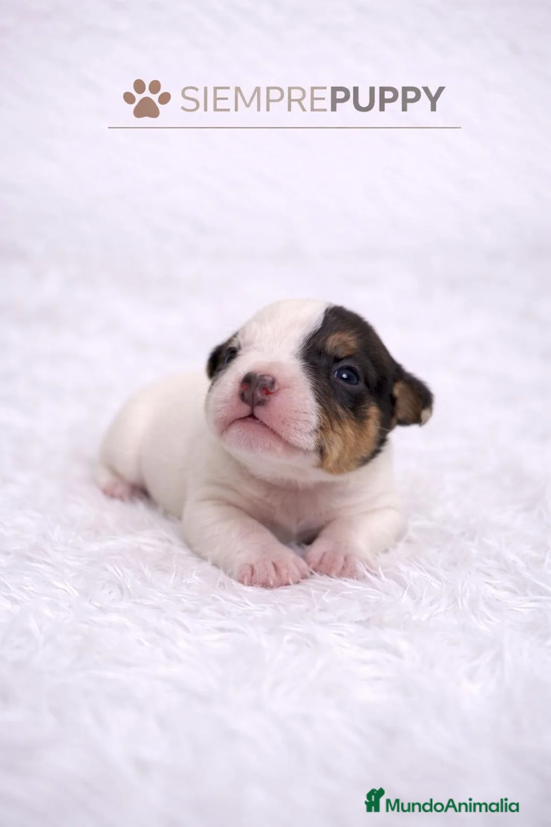 Jack Russell Terrier perros en venta: JACK RUSSELL - Anuncio 1