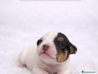 Jack Russell Terrier perros JACK RUSSELL - Anuncio 1