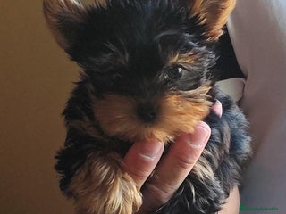 Yorkshire Terrier perros Yorkshire terrier - Anuncio 1
