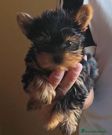 Yorkshire Terrier perros Yorkshire terrier - Anuncio 1