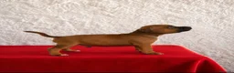 Staffordshire Bull Terrier perros en venta: Staffordshire Bull terrier - Anuncio 3