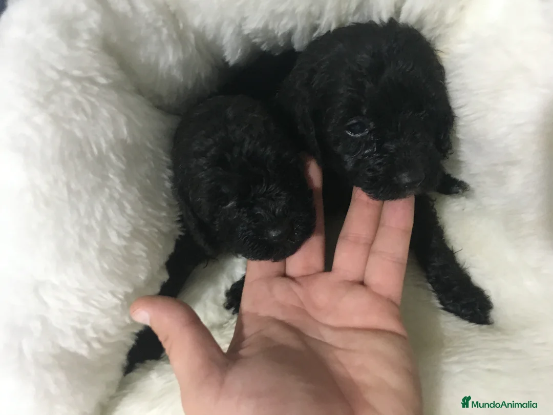 Caniche Toy perros en venta: CANICHES TOYS Y ENANOS GRAN CALIDAD  en Murcia - Anuncio 3