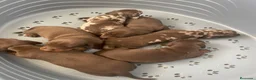 Teckel perros en venta: Cachorros Teckel  - Anuncio 3