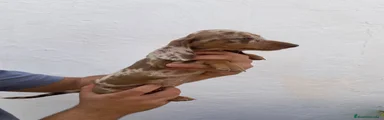 Teckel 3