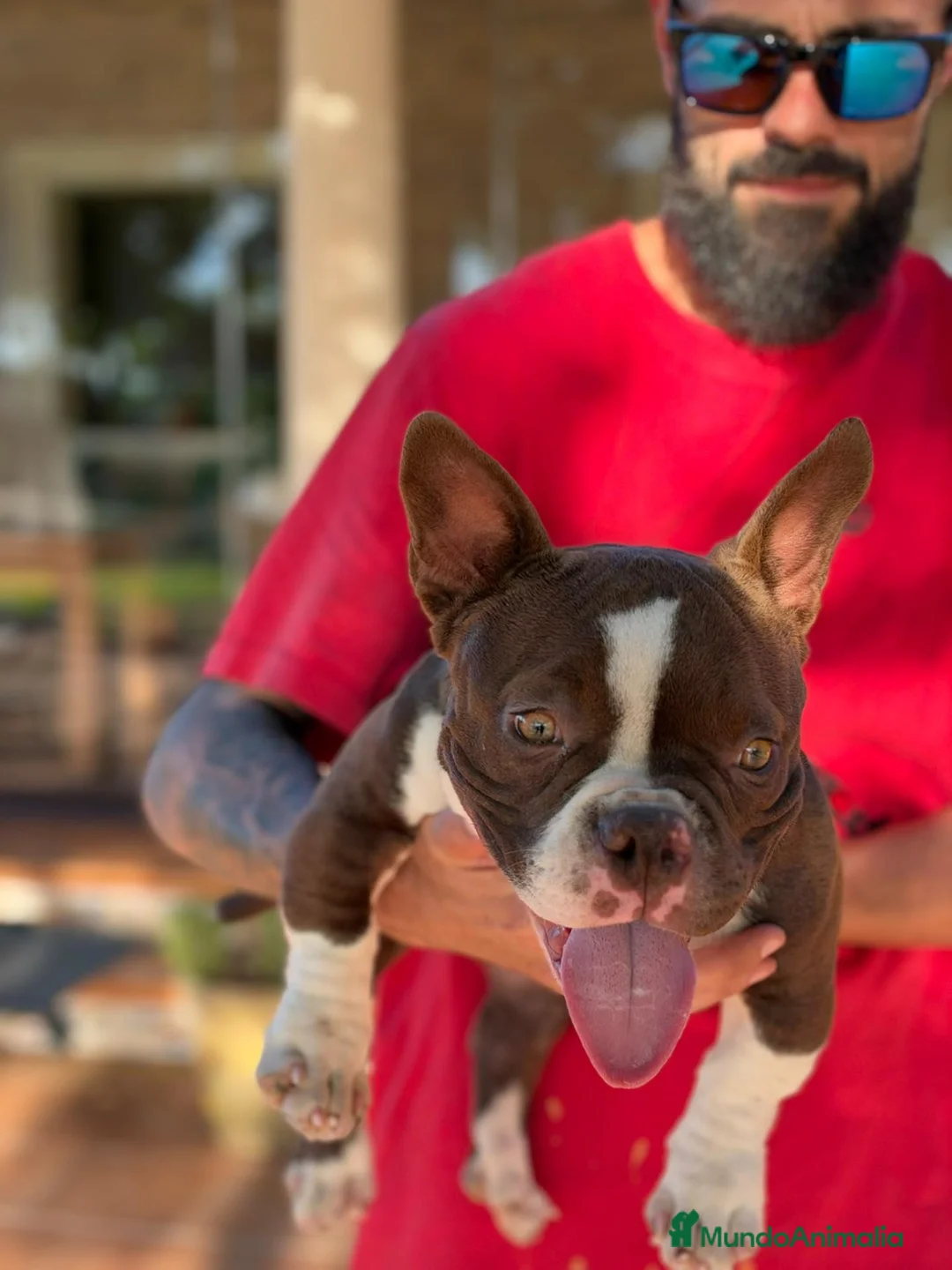 American Bully perros en venta: Cachorro de American Bully Micro - Anuncio 2