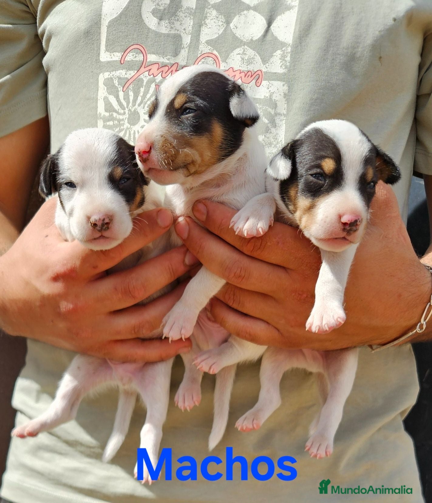 Ratonero Bodeguero Andaluz perros Cachorros bodeguero - Anuncio 13