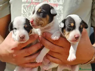 Ratonero Bodeguero Andaluz perros Cachorros bodeguero - Anuncio 13