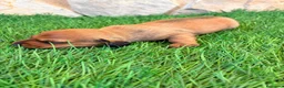 Teckel Miniatura perros en venta: Teckel miniatura rojizo - Anuncio 11