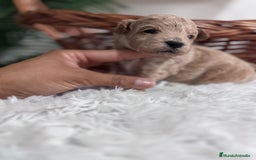 Maltipoo perros en venta: MALTIPOO HEMBRA - Imagen 12