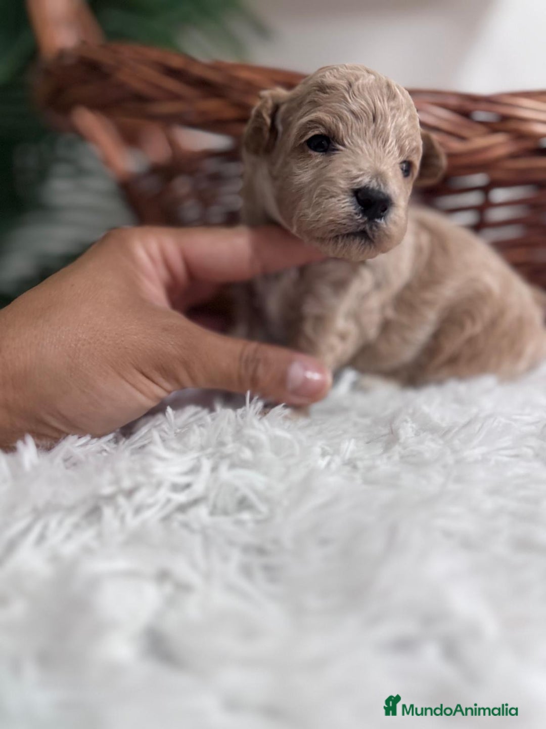 Maltipoo perros en venta: MALTIPOO HEMBRA - Imagen 12