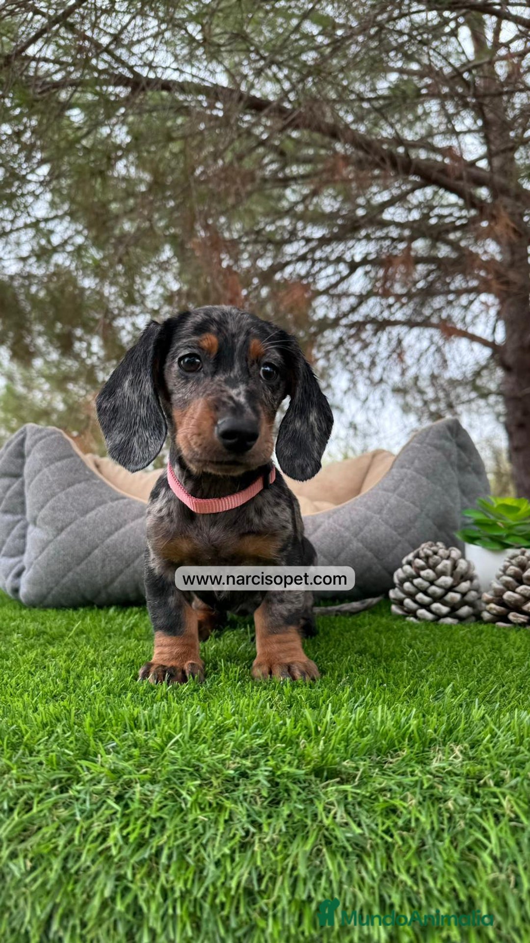 Teckel Miniatura perros en venta: VENTA DE TECKEL NEGRO Y PLATA  - Imagen 1