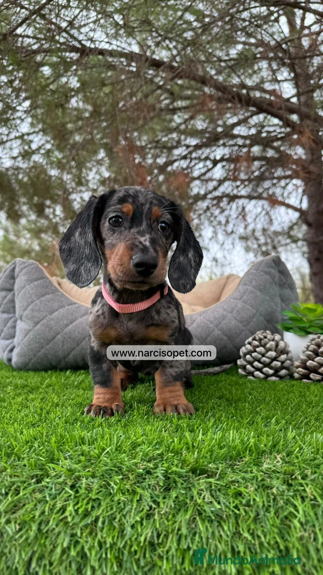 Teckel Miniatura perros en venta: VENTA DE TECKEL NEGRO Y PLATA  - Anuncio 1