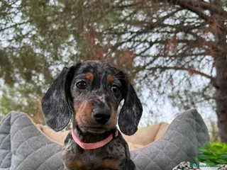 Teckel Miniatura perros VENTA DE TECKEL NEGRO Y PLATA - Anuncio 25