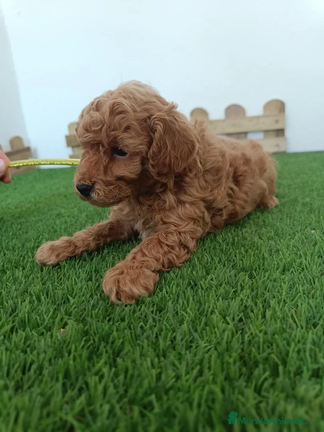 Caniche Toy perros en venta: Caniche enano  - Anuncio 2