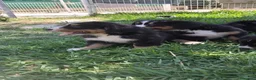 Boyero de Berna perros en venta: Macho disponible de boyero de Berna  - Anuncio 4