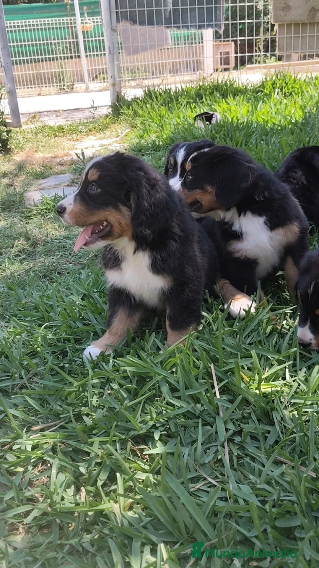 Boyero de Berna perros en venta: Macho disponible de boyero de Berna  - Anuncio 4