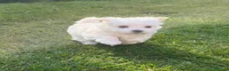 Bichón Maltés perros en venta: BICHON MALTÉS - Anuncio 4