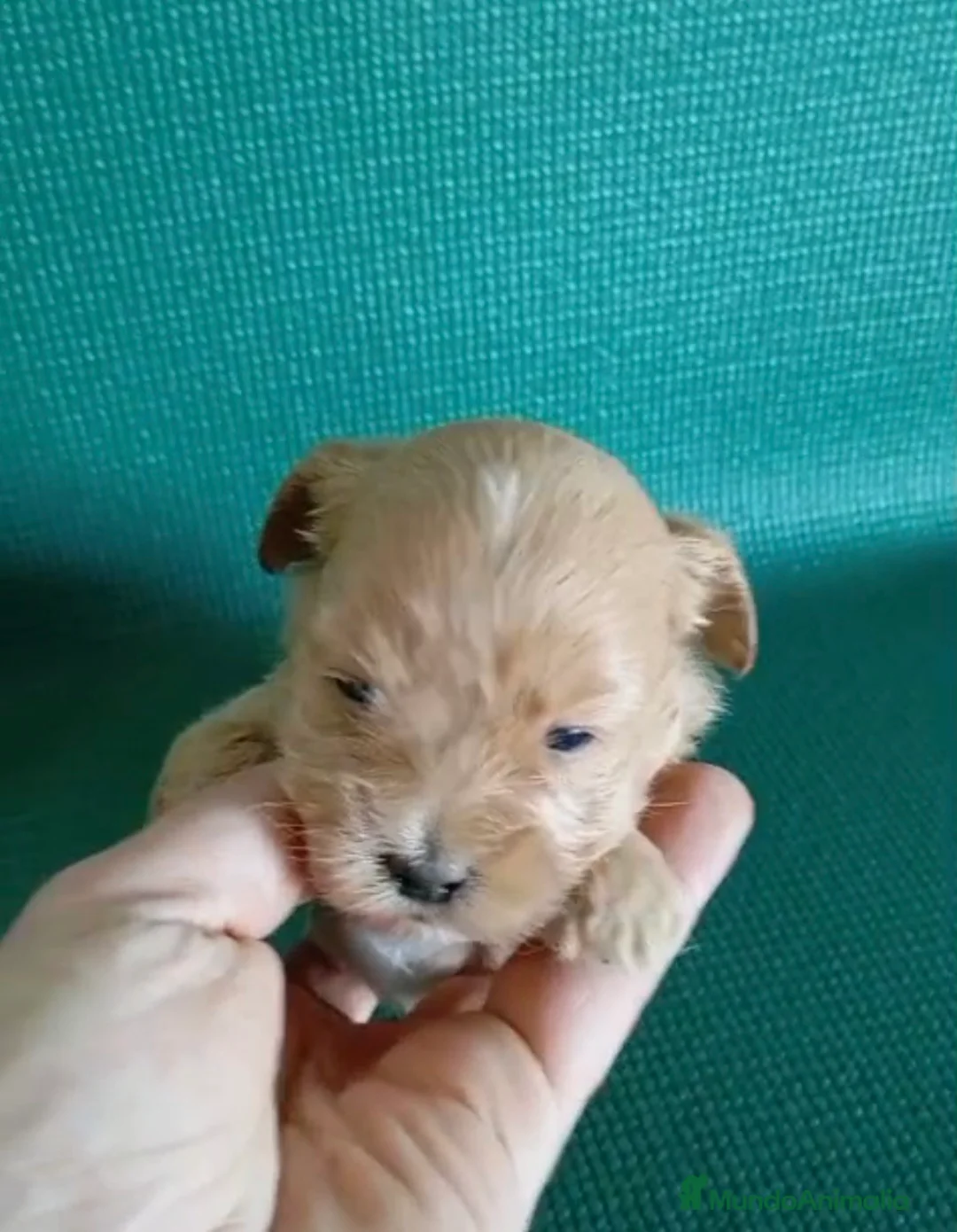 Maltipoo perros en venta: Preciosos cachorros machos de maltipoo toys  - Anuncio 1