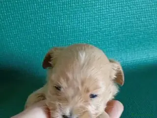 Maltipoo perros Preciosos cachorros machos de maltipoo toys - Anuncio 1