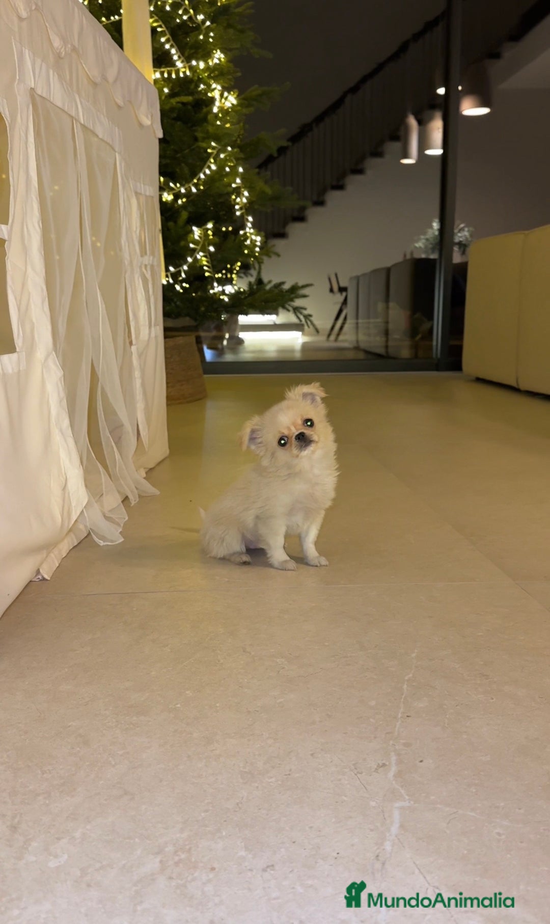 Chihuahua perros en venta: Chihuahua pelo largo - Anuncio 1