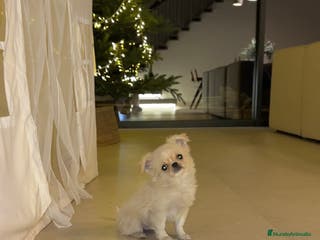 Chihuahua perros Chihuahua pelo largo - Anuncio 22