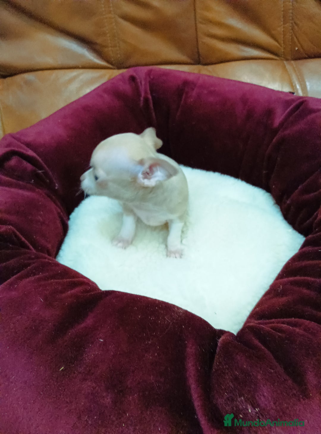 Chihuahua perros en venta: Chihuahua toy - Anuncio 2