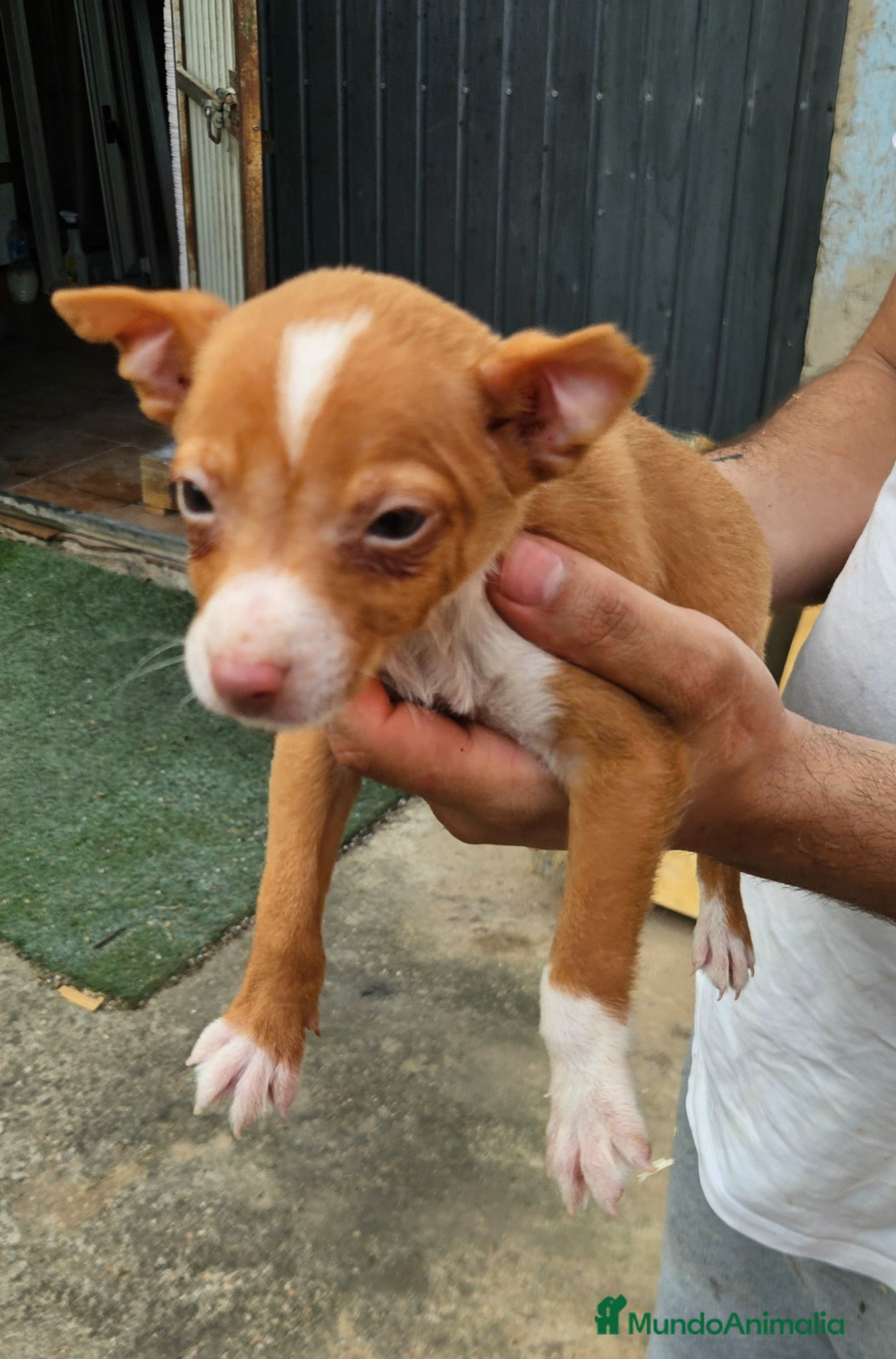 Podenco Andaluz perros Cachorro podenco - Anuncio 1