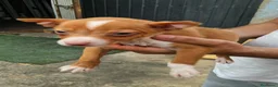 Podenco Andaluz perros en venta: Cachorro podenco - Anuncio 1