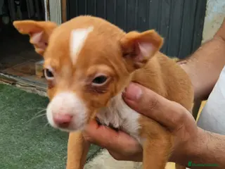 Podenco Andaluz perros Cachorro podenco - Anuncio 1