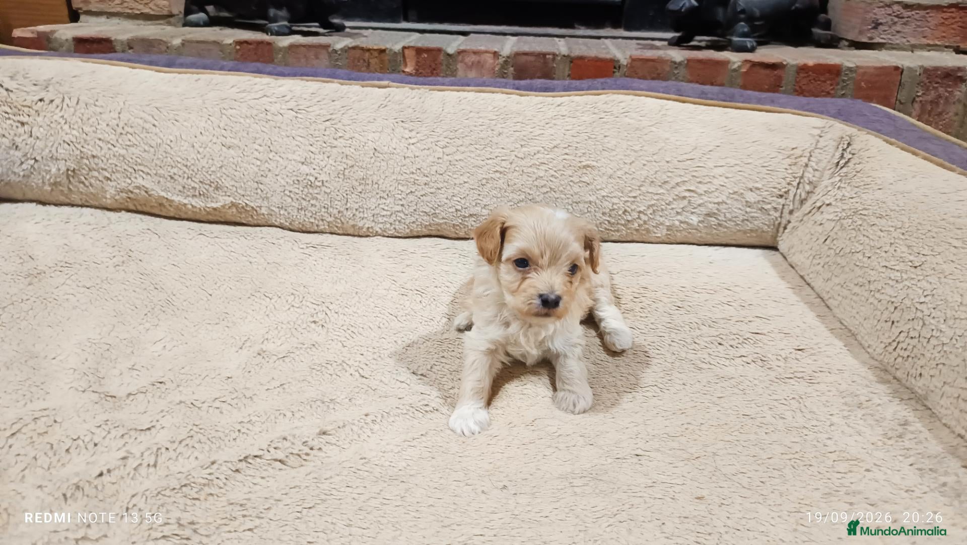 Maltipoo perros Preciosas hembras de Maltipoo  - Anuncio 1