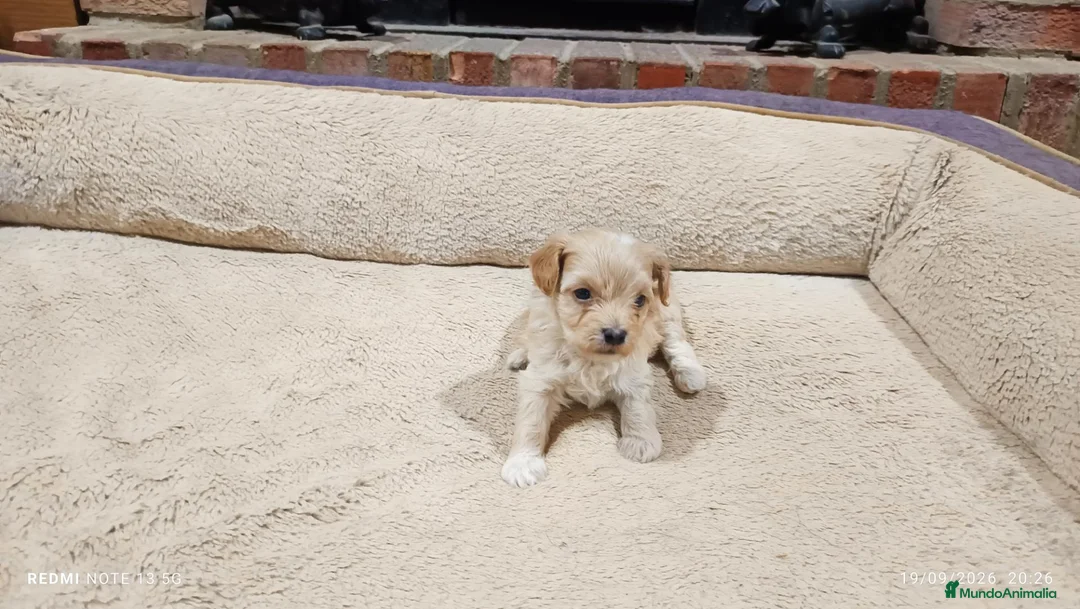 Maltipoo perros en venta: Preciosas hembras de Maltipoo  - Anuncio 1