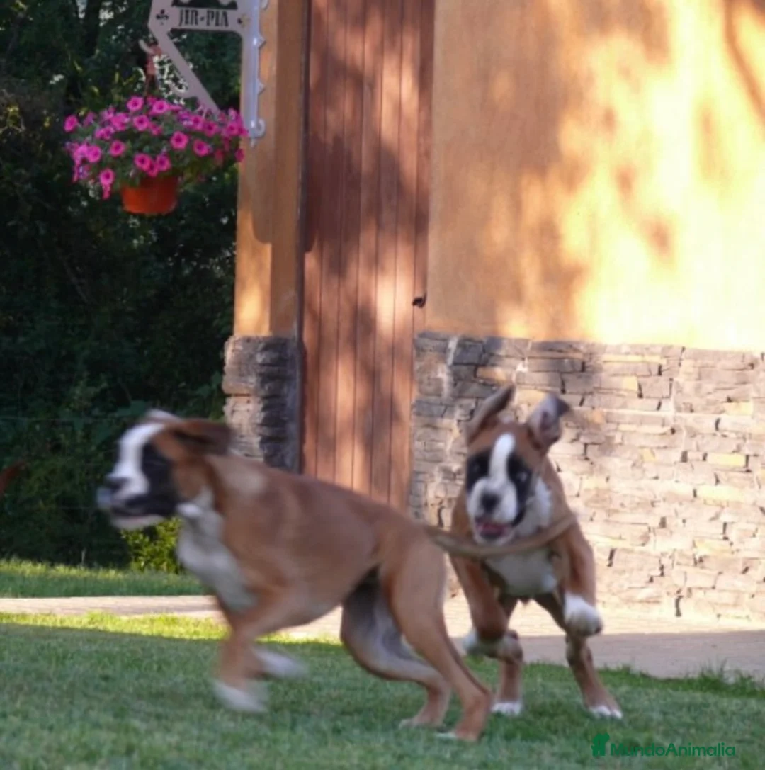 Imagen de galería {{count}}