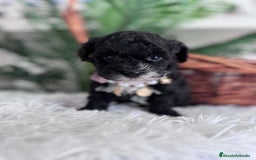 Caniche Toy perros en venta: CANICHE TOY HEMBRA - Anuncio 3