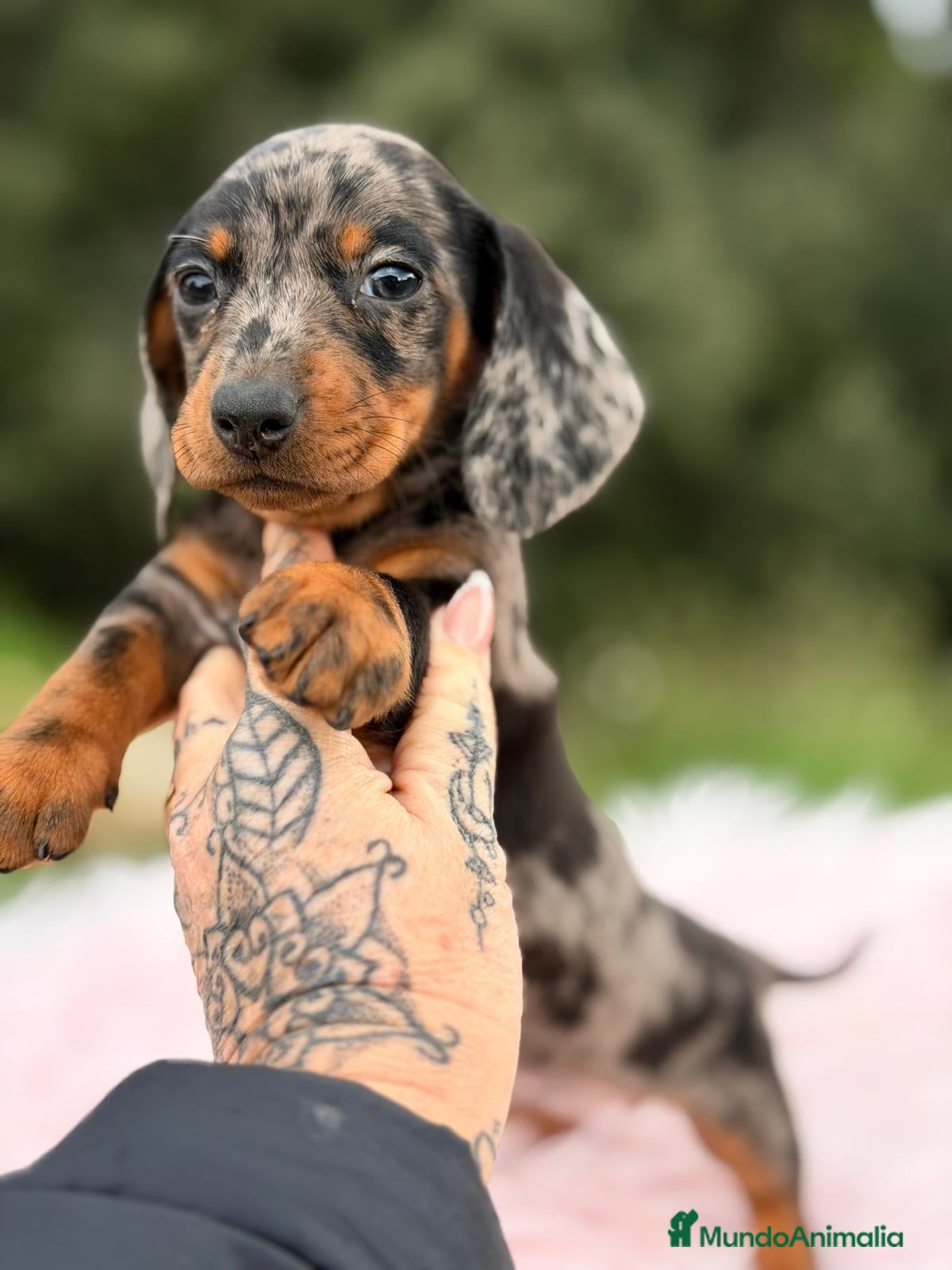 Teckel Miniatura perros TECKEL MINI ARLEQUÍN PLATA - Anuncio 1