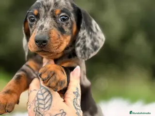 Teckel Miniatura perros TECKEL MINI ARLEQUÍN PLATA - Anuncio 1