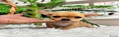 Chihuahua 1