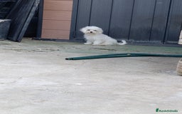 Bichón Maltés perros en venta: Macho maltés 5 meses coreano ❗❗❗ - Imagen 2