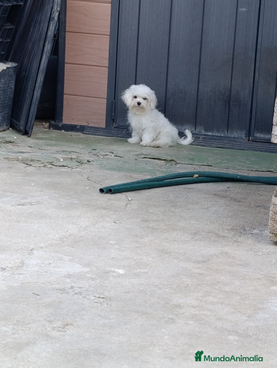 Bichón Maltés perros en venta: Macho maltés 5 meses coreano ❗❗❗ - Imagen 2