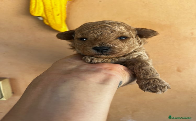 Caniche Toy perros - Anuncio 2
