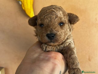 Caniche Toy perros - Anuncio 8