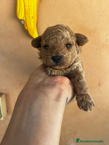 Caniche Toy perros - Anuncio 4